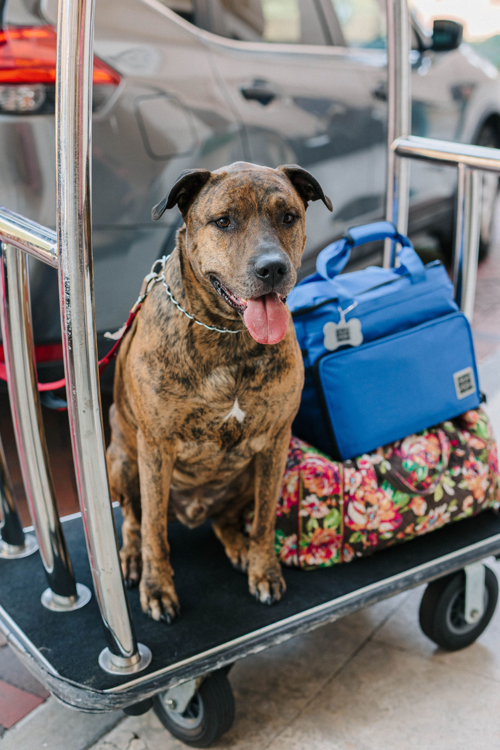 The Alfond Inn Dog Friendly Hotel Winter Park, Florida Sparkles and