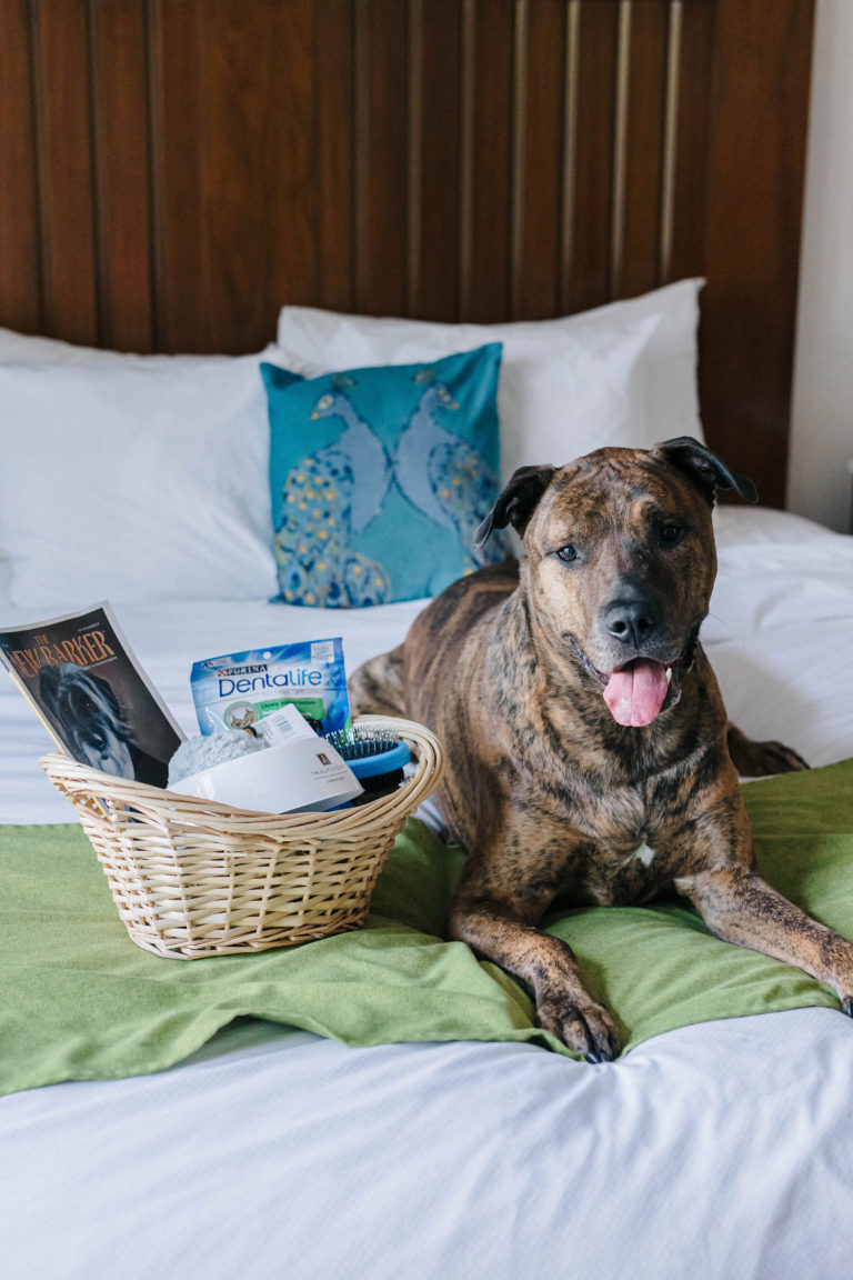 The Alfond Inn Dog Friendly Hotel Winter Park, Florida Sparkles and