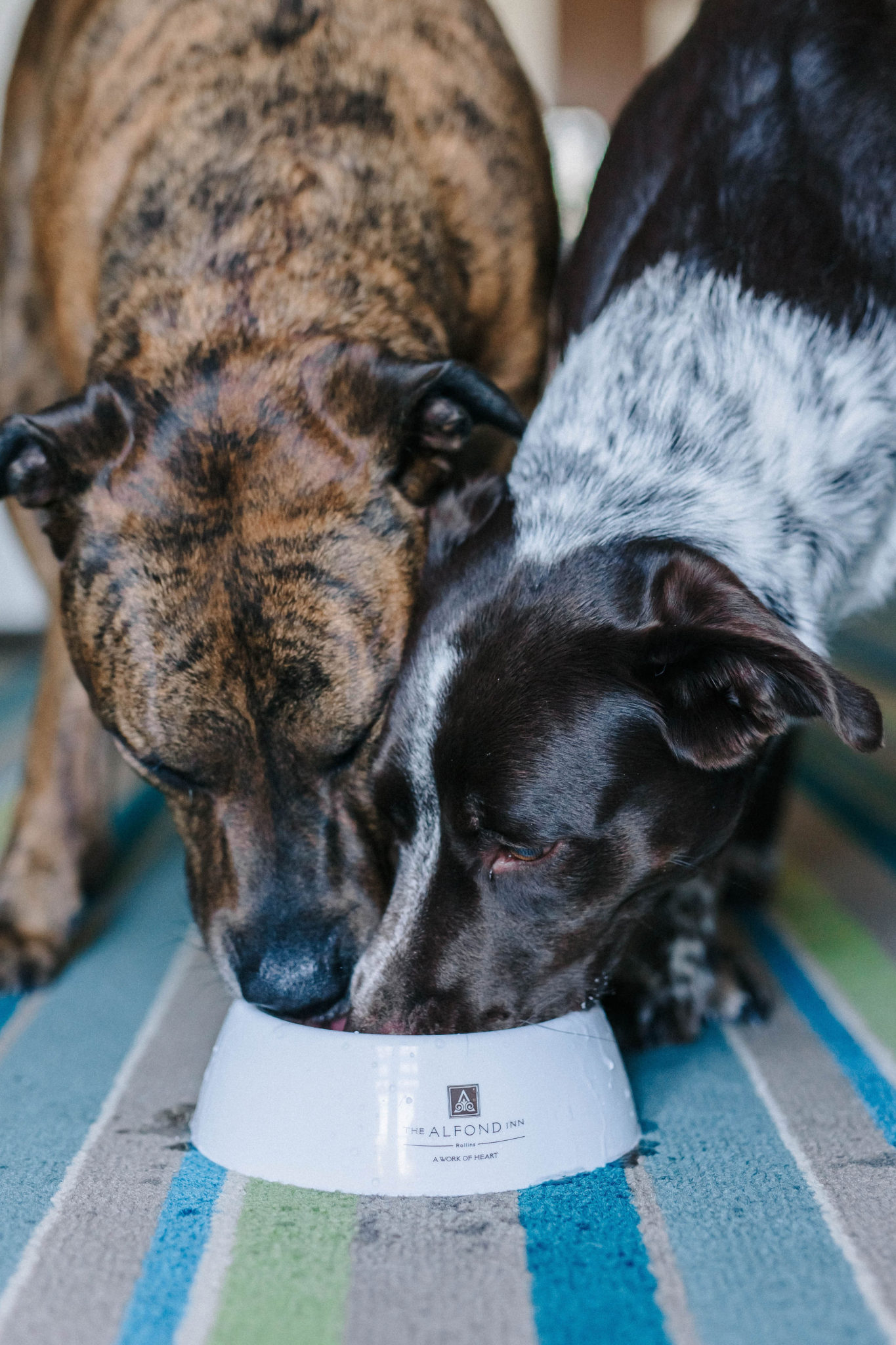 The Alfond Inn Dog Friendly Hotel Winter Park, Florida Sparkles and