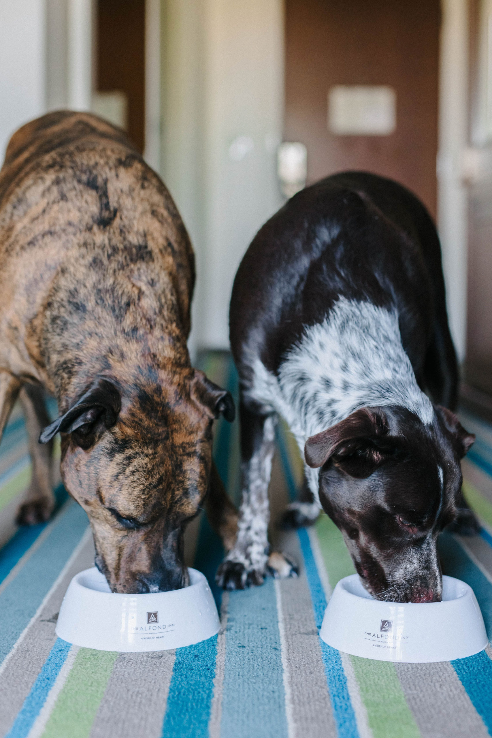 The Alfond Inn Dog Friendly Hotel Winter Park, Florida Sparkles and