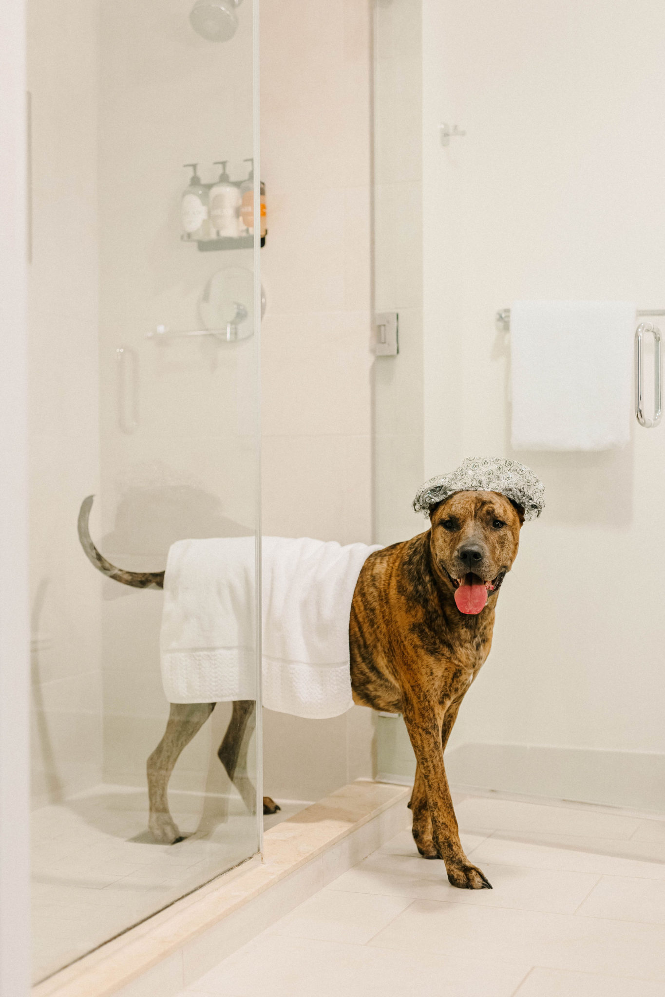 The Alfond Inn Dog Friendly Hotel Winter Park, Florida Sparkles and