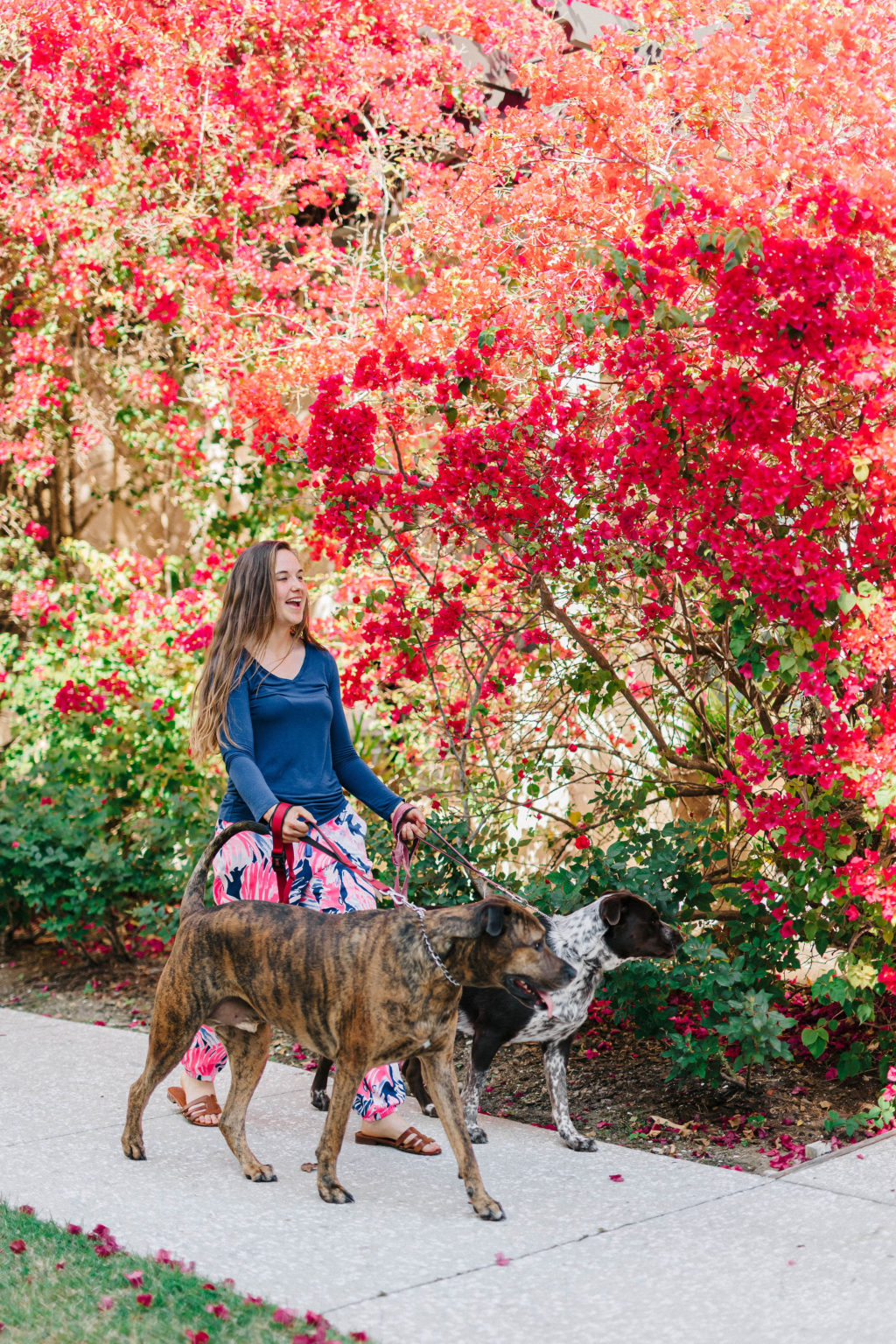 The Alfond Inn Dog Friendly Hotel Winter Park, Florida Sparkles and