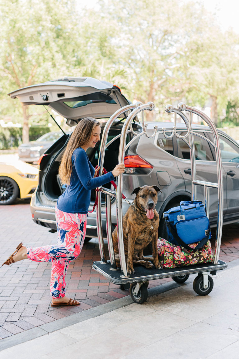 The Alfond Inn Dog Friendly Hotel Winter Park, Florida Sparkles and