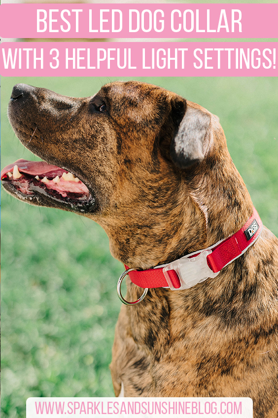 best led dog collar with 3 helpful light settings sparkles and sunshine blog