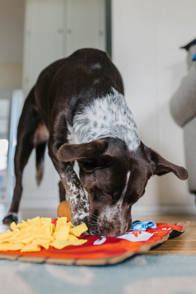 Under $10 DIY Snuffle Mat for Dogs: Easy Canine Enrichment - Wear Wag Repeat