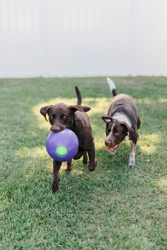 Jolly pets teaser ball active rolling ball for dogs sparkles and sunshine blog