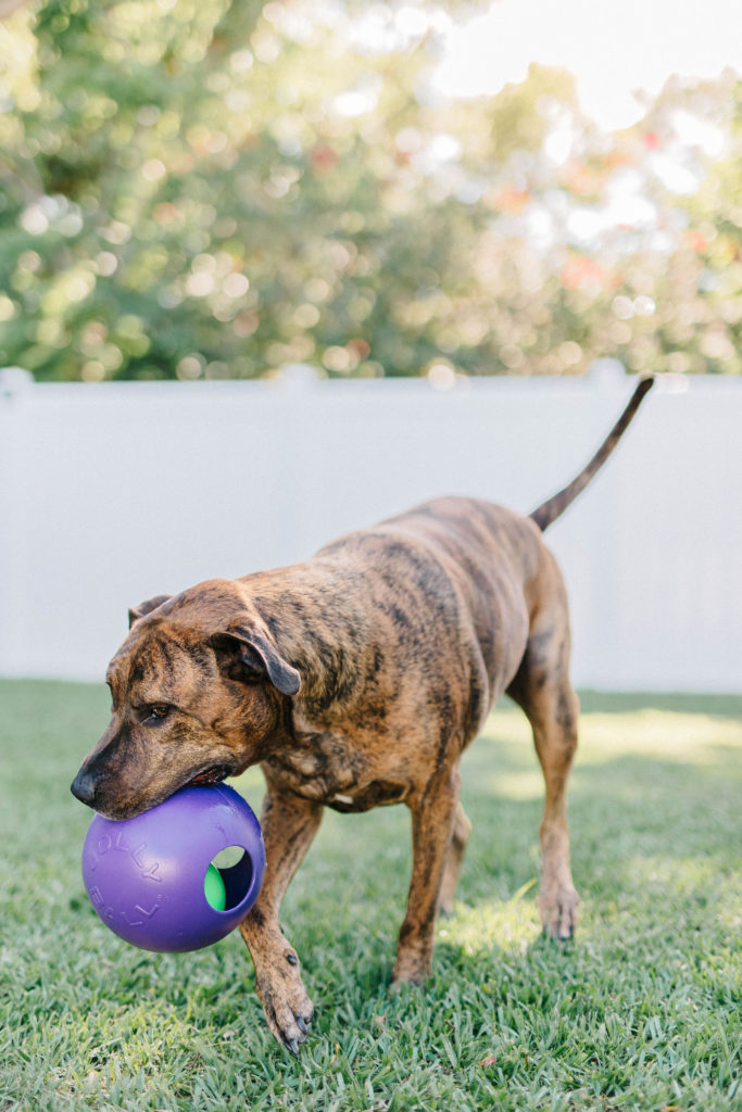 Jolly pets teaser ball active rolling ball for dogs sparkles and sunshine blog
