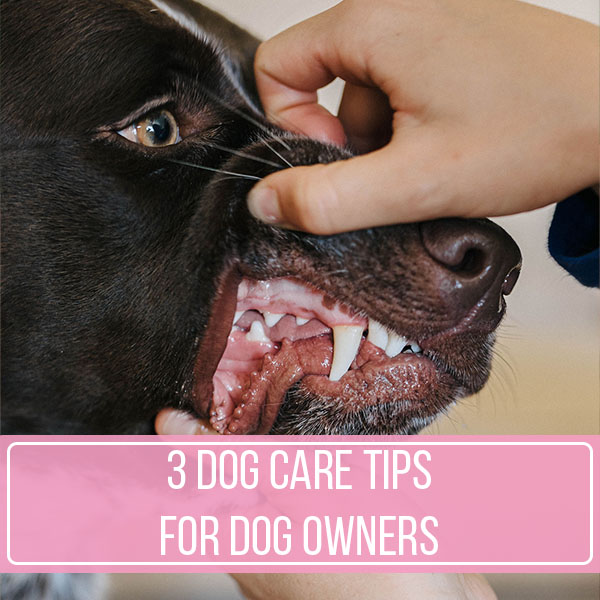 3 Dog Care Tips For Dog Owners