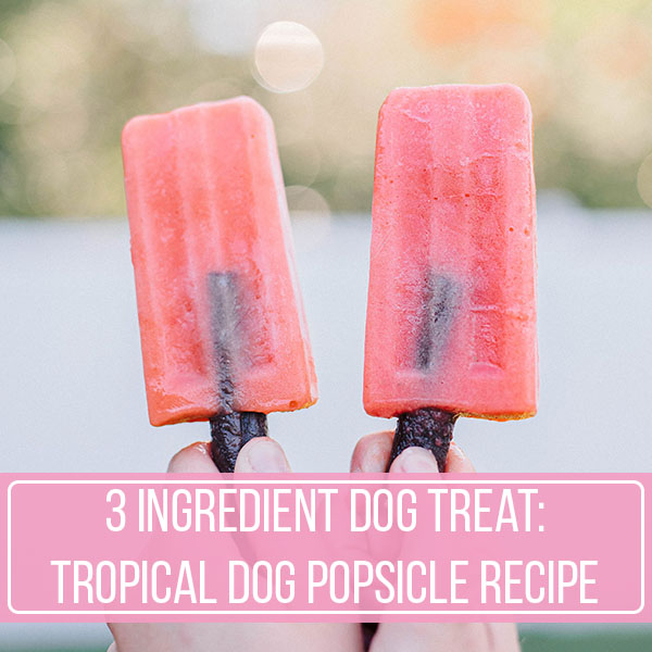 3 Ingredient Dog Treat: Tropical Dog Popsicle Recipe