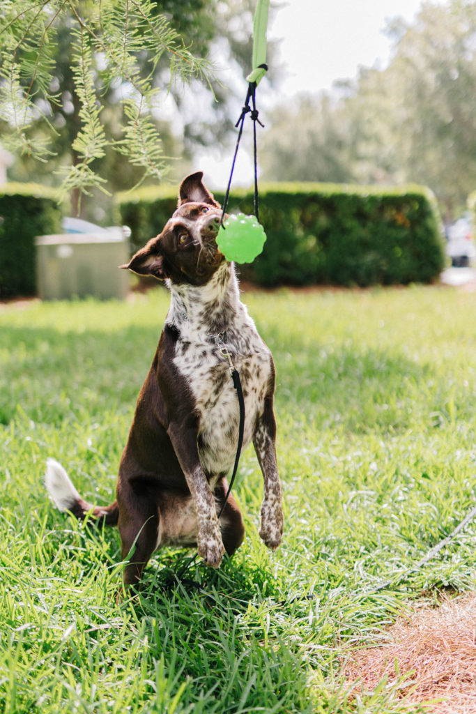 Tree tug 2024 for dogs