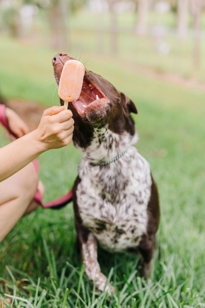 Dog Popsicles - The Almond Eater