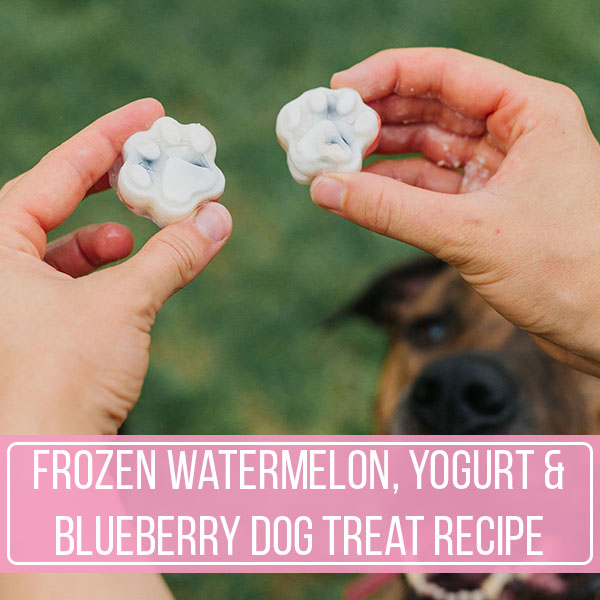 Frozen Watermelon Yogurt Blueberry Dog Treat