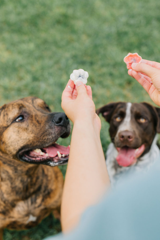 fourth of july dog treat recipe sparkles and sunshine blog