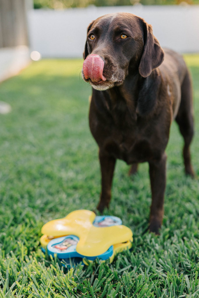 Dog Toys Watermelon Ball Snuffle Mats for Dogs/ Interactive Fun