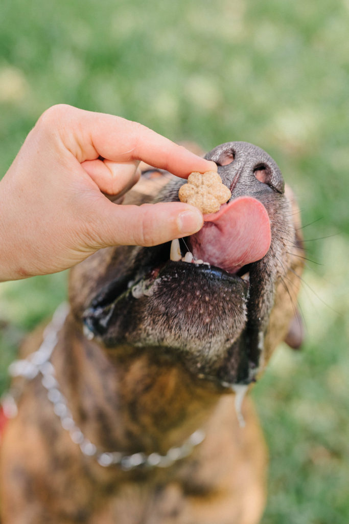 fruitables baked dog treats pumpkin and blueberry low calorie snacks for dogs sparkles and sunshine blog