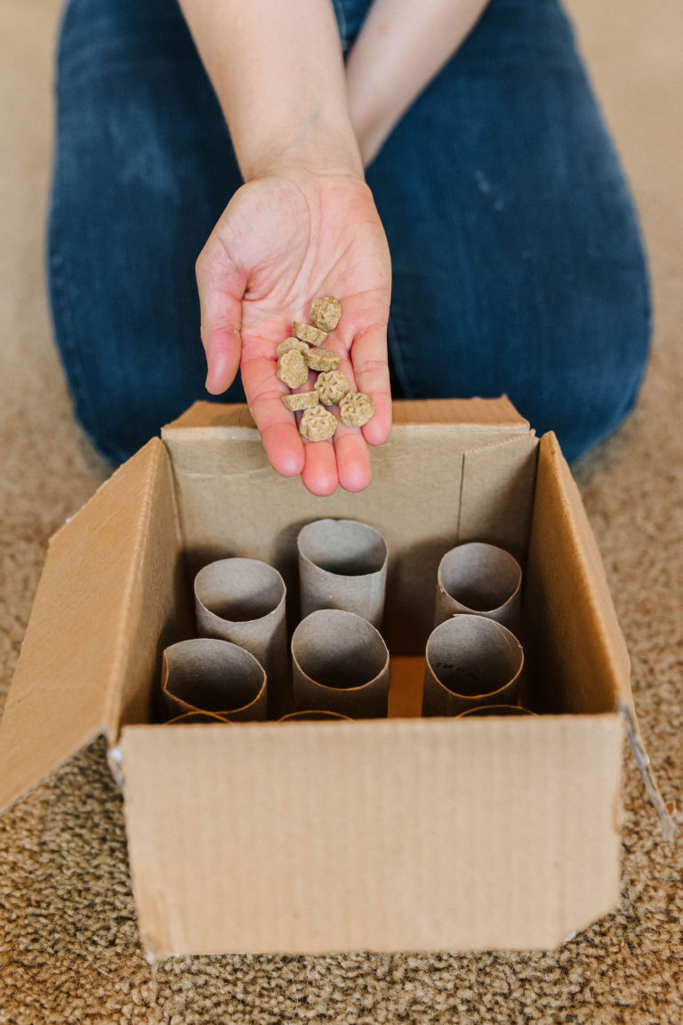 3 DIY Puzzle Toys For Dogs