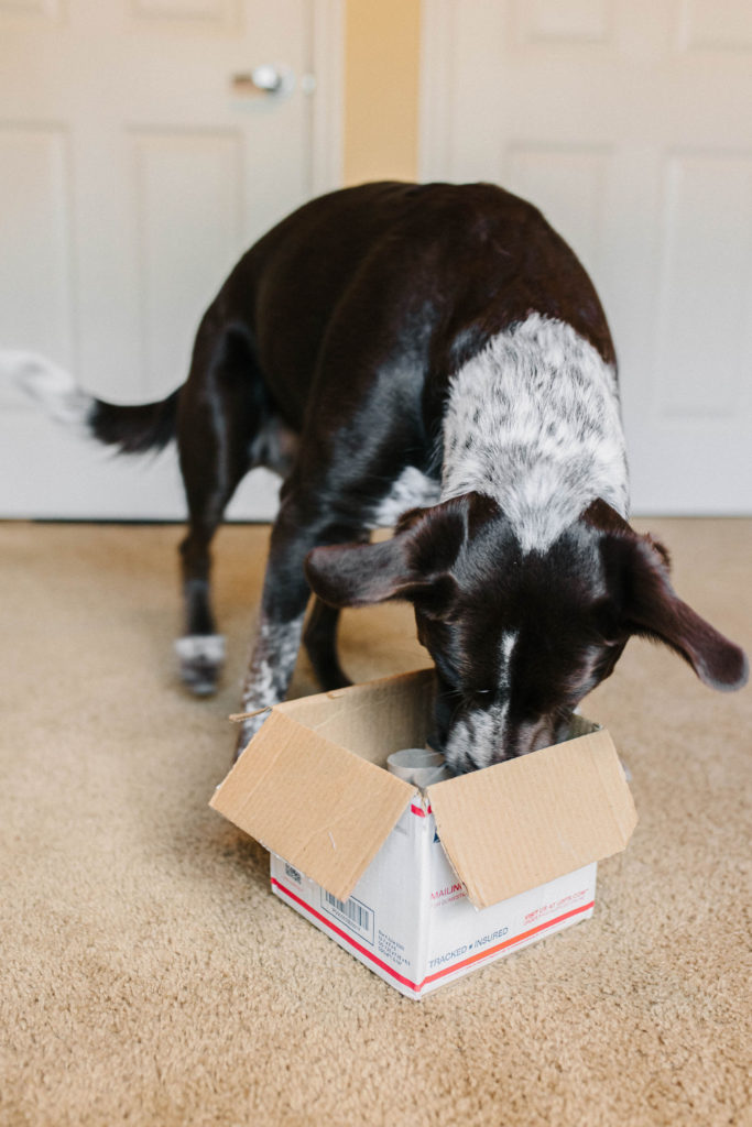 DIY Dog Puzzle Toys: Homemade Dog Enrichment Ideas - Craft with Sarah