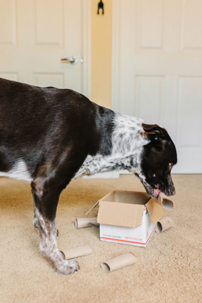 3 DIY Puzzle Toys For Dogs