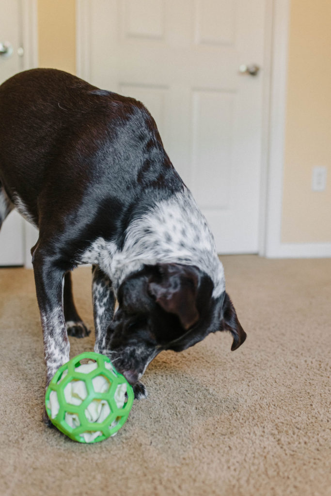 DIY snuffle mat ball with JW Pet holee roller dog toy sparkles and sunshine blog