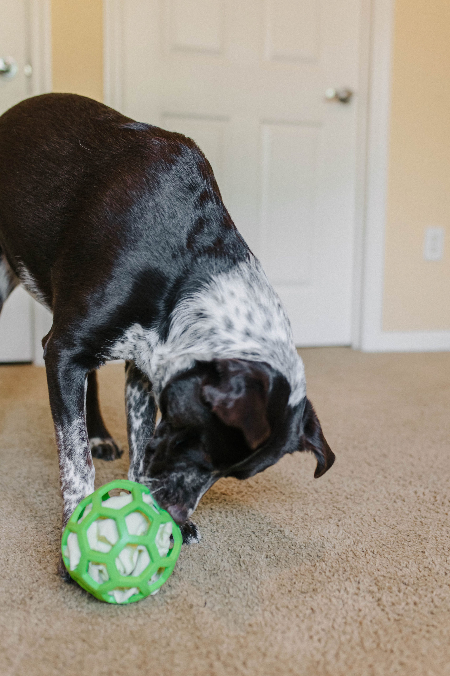 DIY Snuffle Mats: Engage Your Dog’s Senses And Improve Cognitive Function