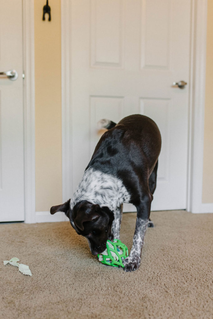 dog playing with jw pet holee roller diy snuffle mat dog enrichment activities sparkles and sunshine blog