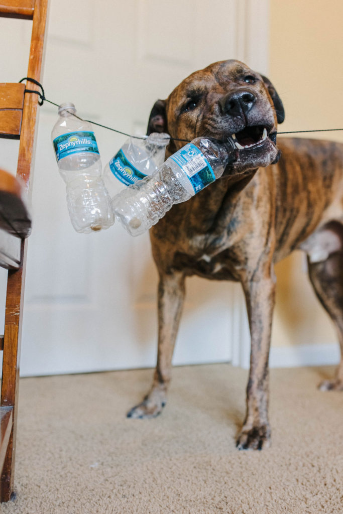 boredom buster for dogs water bottle dog enrichment games sparkles and sunshine blog