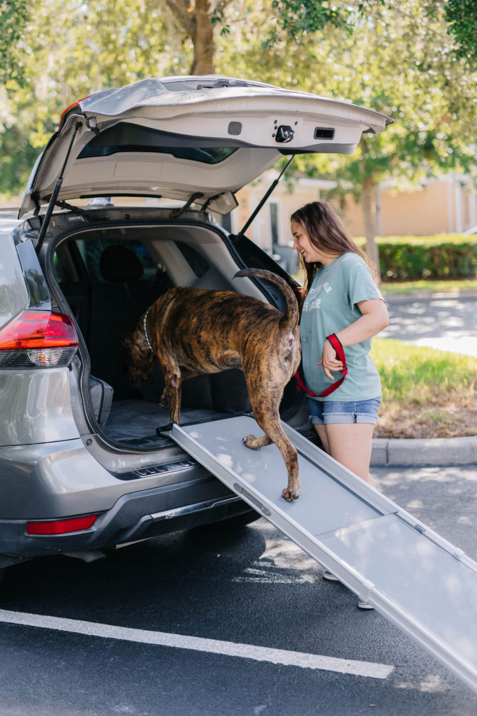 dog ramps for large dogs petsafe happy ride extra long telescoping dog ramp review sparkles and sunshine blog