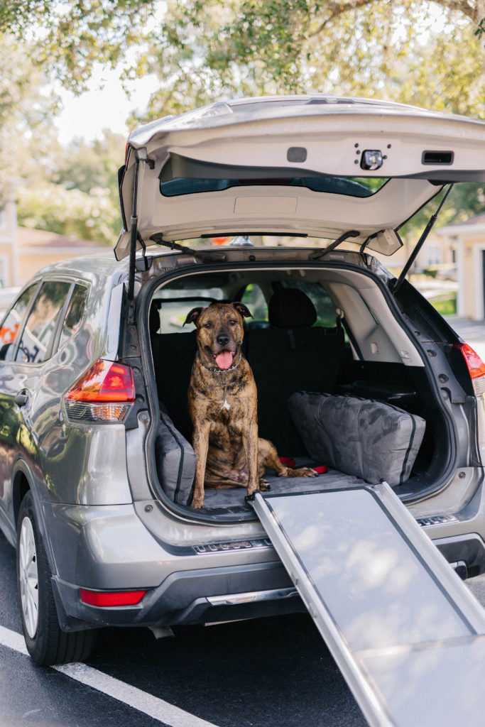4 dog travel accessories for traveling with large dogs sparkles and sunshine blog