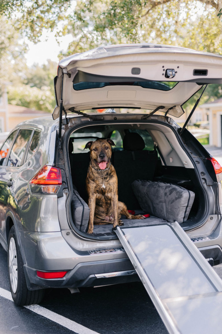 4 Dog Travel Accessories For Traveling With Large Dogs
