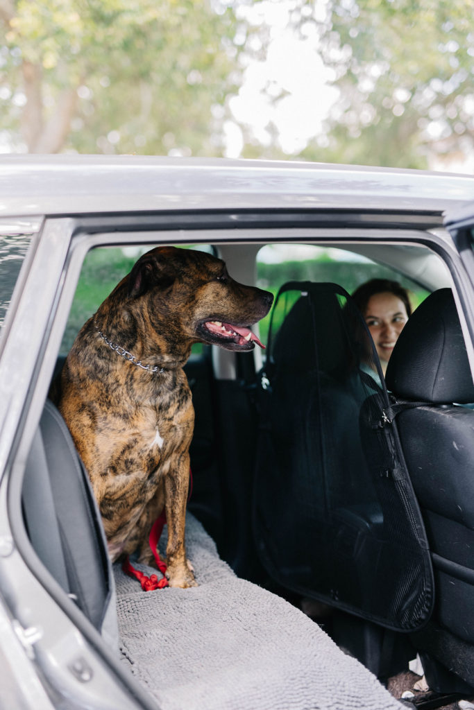 petsafe happy ride dog car barrier sparkles and sunshine blog