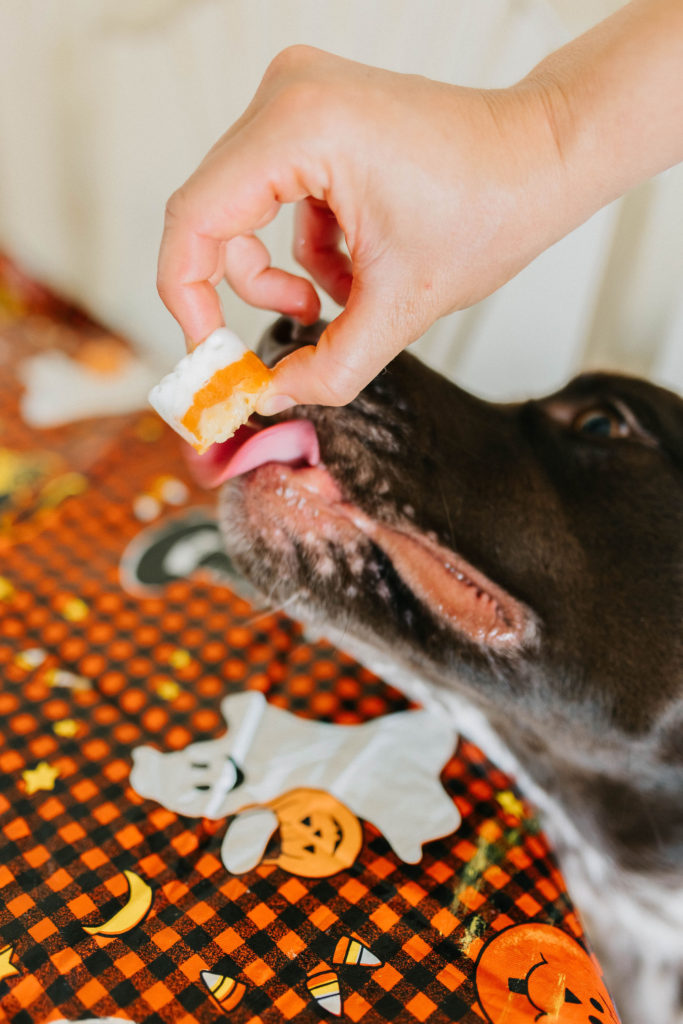 candy corn frozen pumpkin yogurt banana halloween dog treat recipe sparkles and sunshine blog