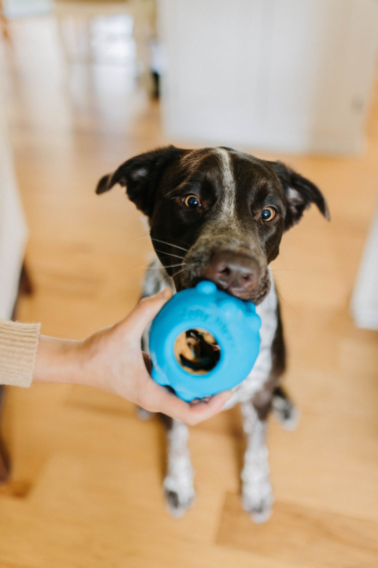 Jolly Pets Jolly Dipper: Dog Enrichment Idea