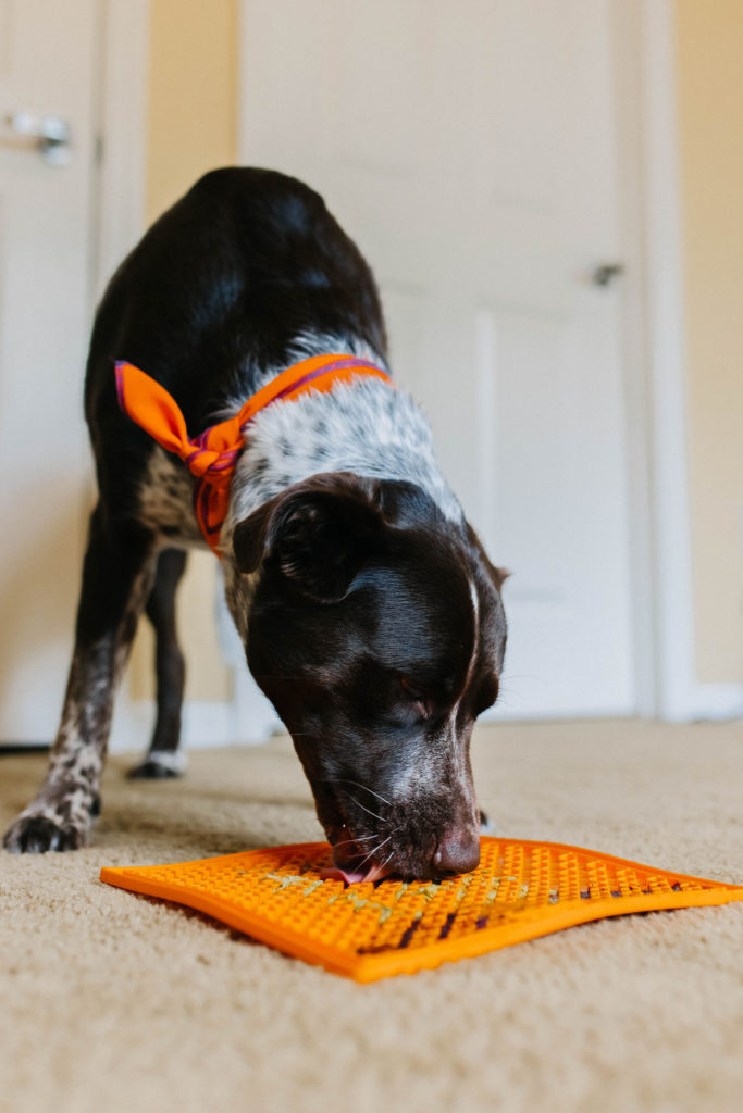 Lickimat Soother Recipe: Fall Pumpkin Dog Treat