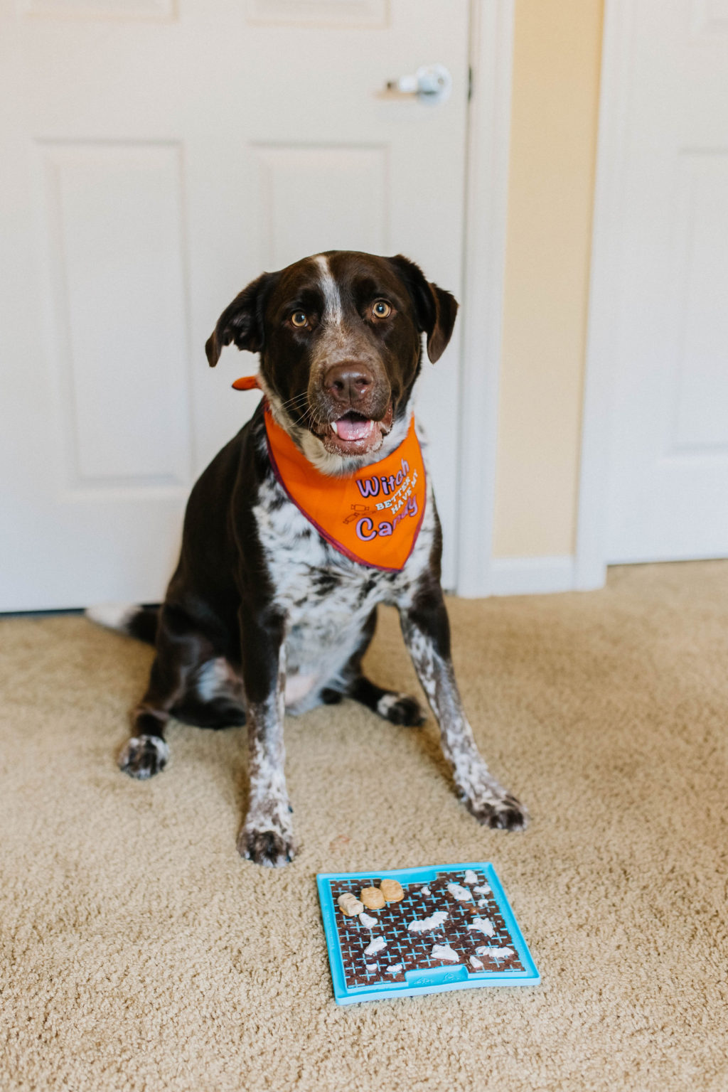 dog-lick-mat-idea-halloween-night-sky-sparkles-and-sunshine-blog