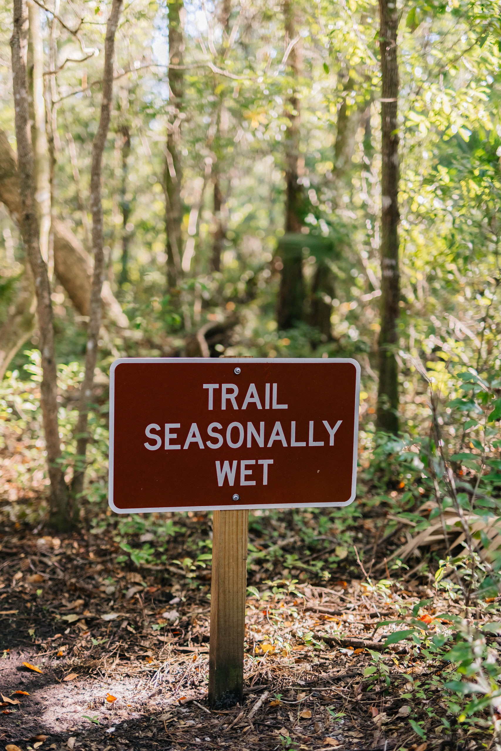 How To Prepare For A DogFriendly Hike In Florida