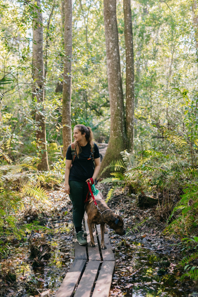 dog friendly florida hiking trails lake griffin state park florida sparkles and sunshine blog