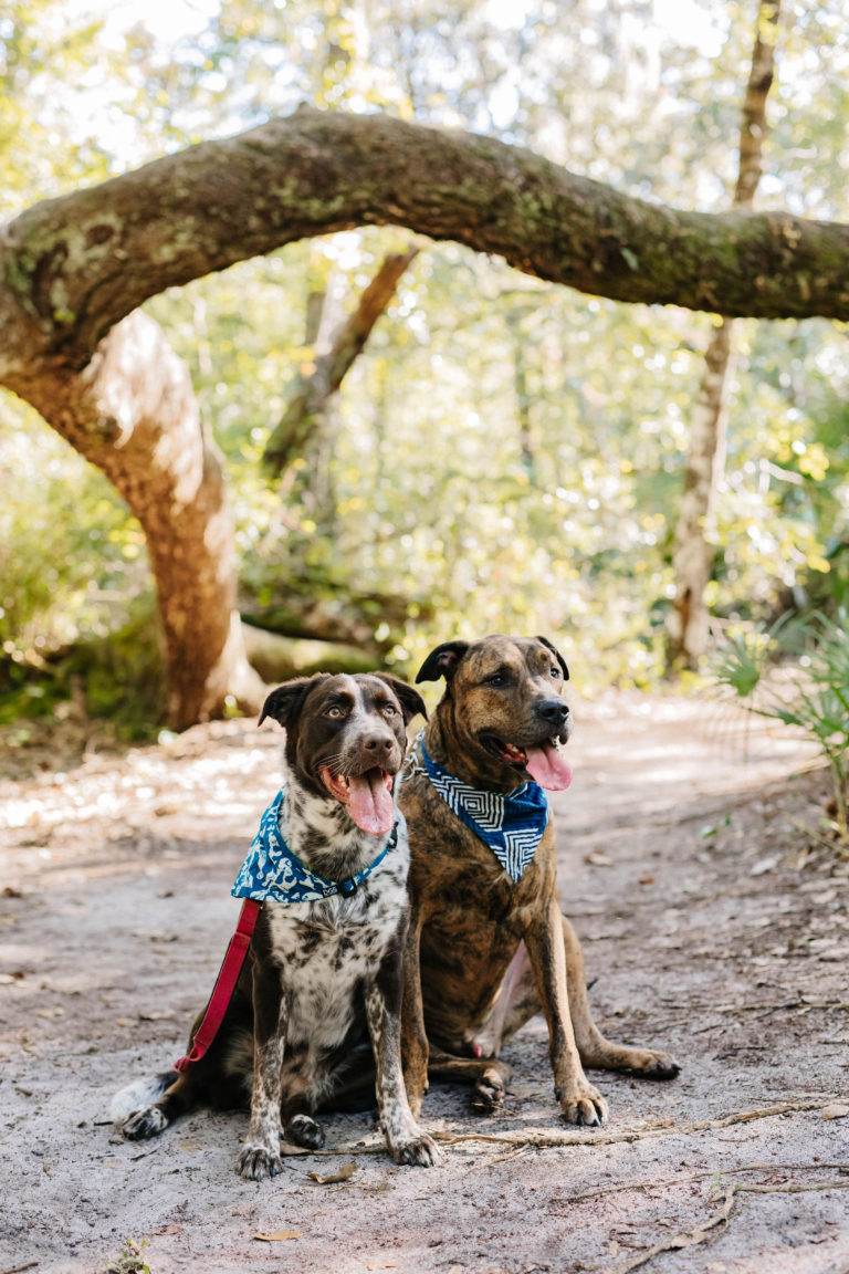 How To Keep Ticks And Bugs Off Dogs While Hiking: DGS Pet UnBugz It Dog Bandanas