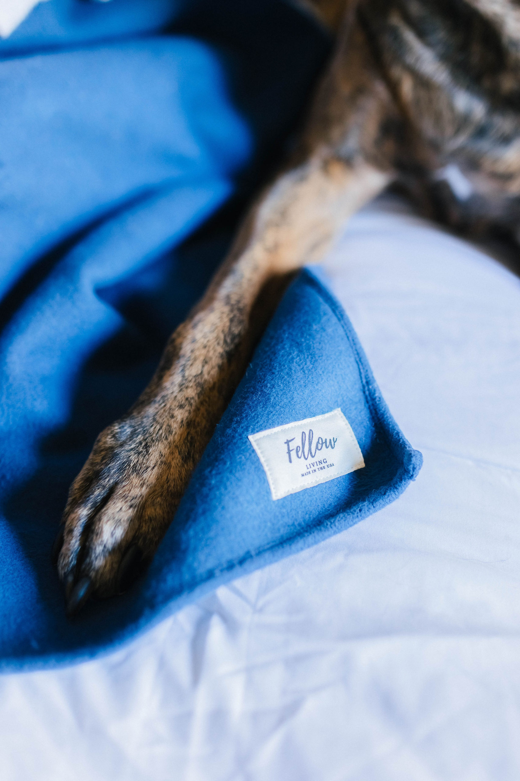 Fellow Living Waterproof Pet Blanket Review Sparkles and Sunshine Blog
