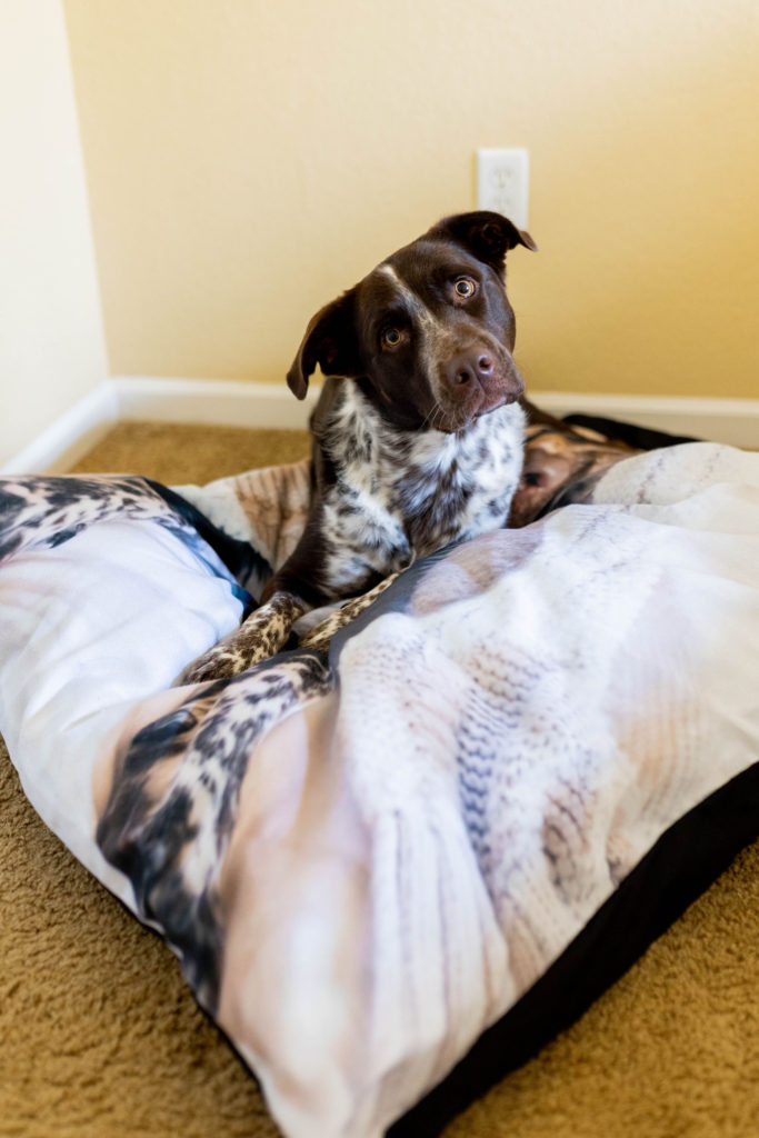 personalized dog beds horse scout design review sparkles and sunshine blog