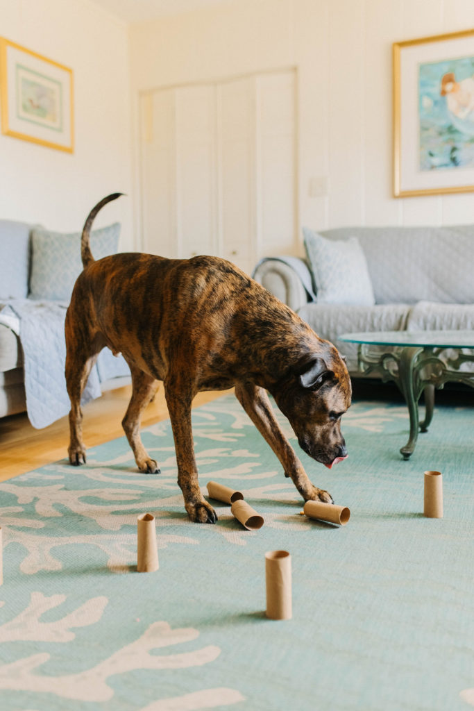 dog enrichment activities with toilet paper rolls sparkles and sunshine blog