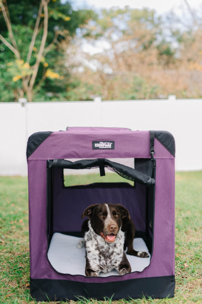 elite field collapsible soft sided dog crate review sparkles and sunshine blog