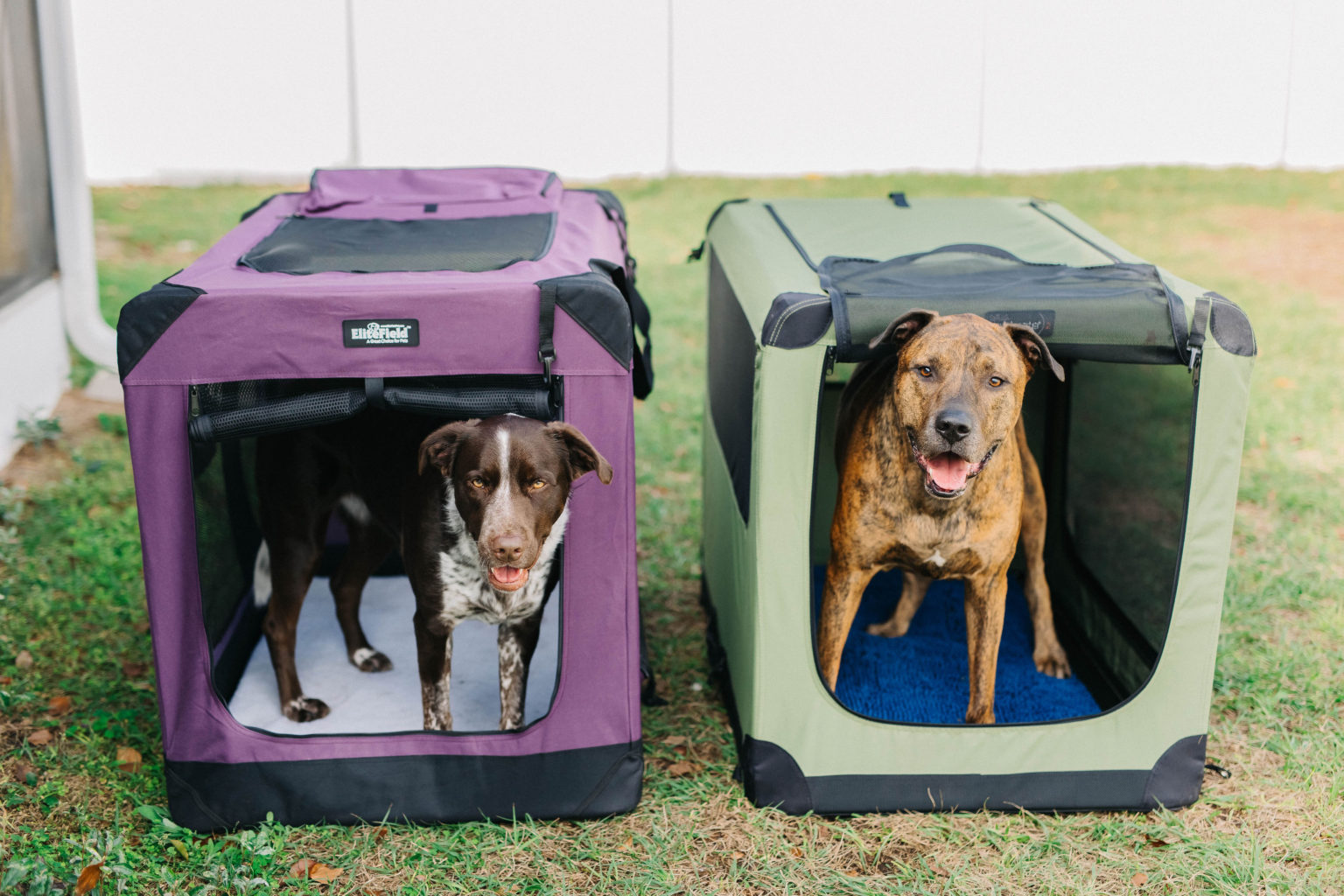 Best Soft Collapsible Dog Crates EliteField Soft Dog Crate Review