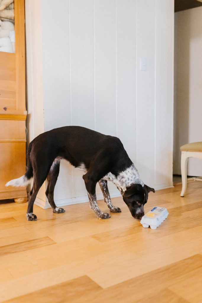 Nose work games for dogs with egg carton sparkles and sunshine blog