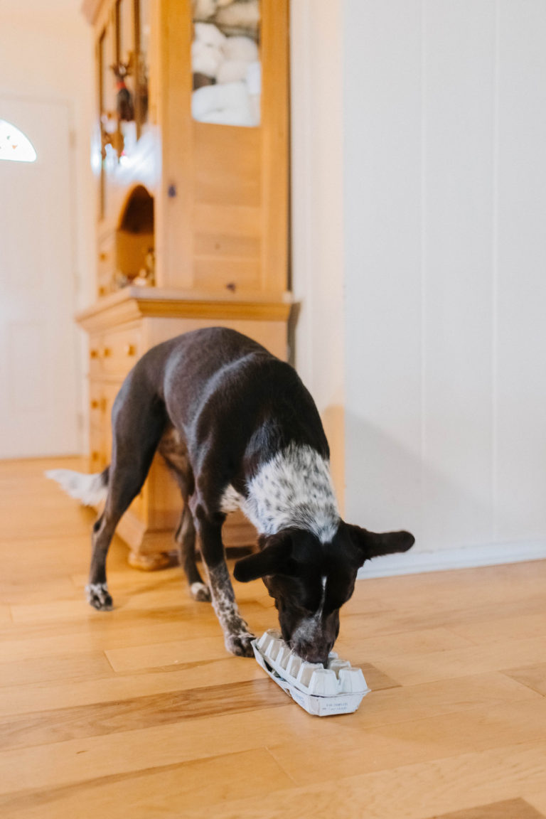 3 Easy Scenting Games For Dogs