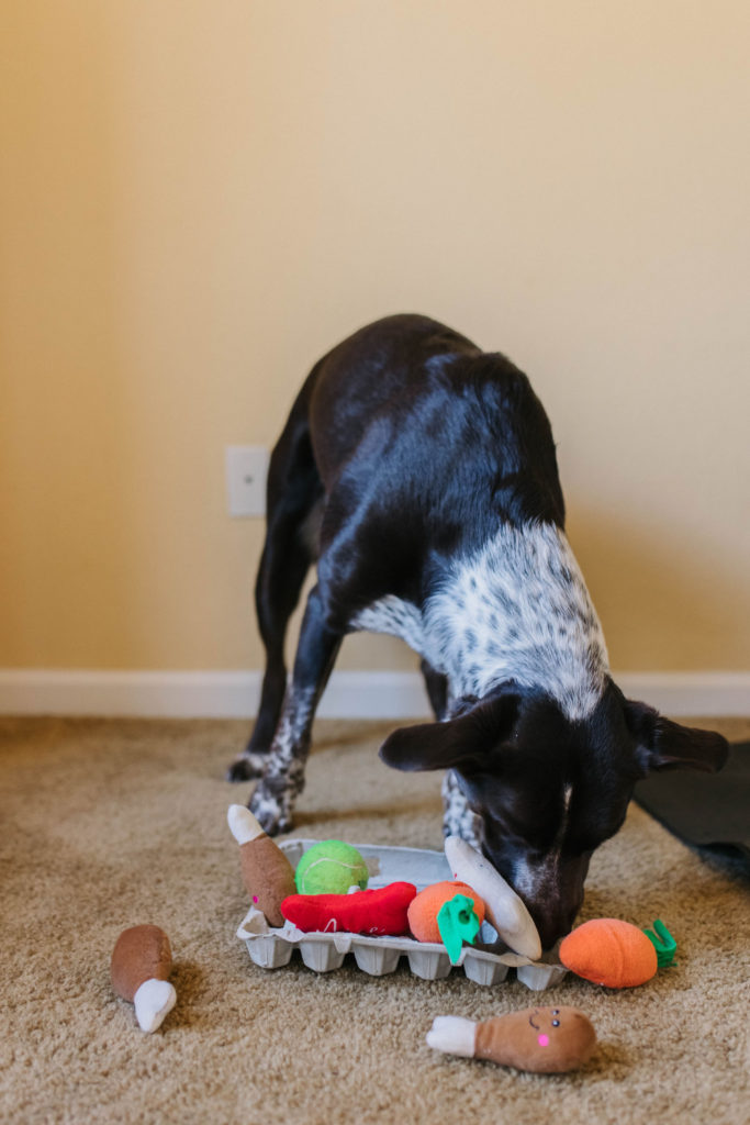 diy homemade dog puzzle game with egg cartons sparkles and sunshine blog