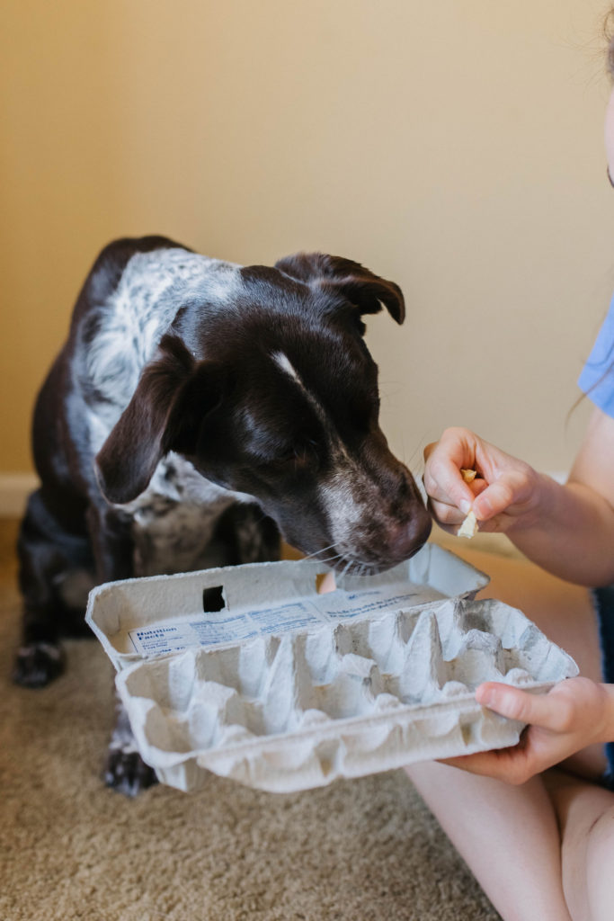 diy scenting games for dogs with egg carton and polka dog fish treats sparkles and sunshine blog