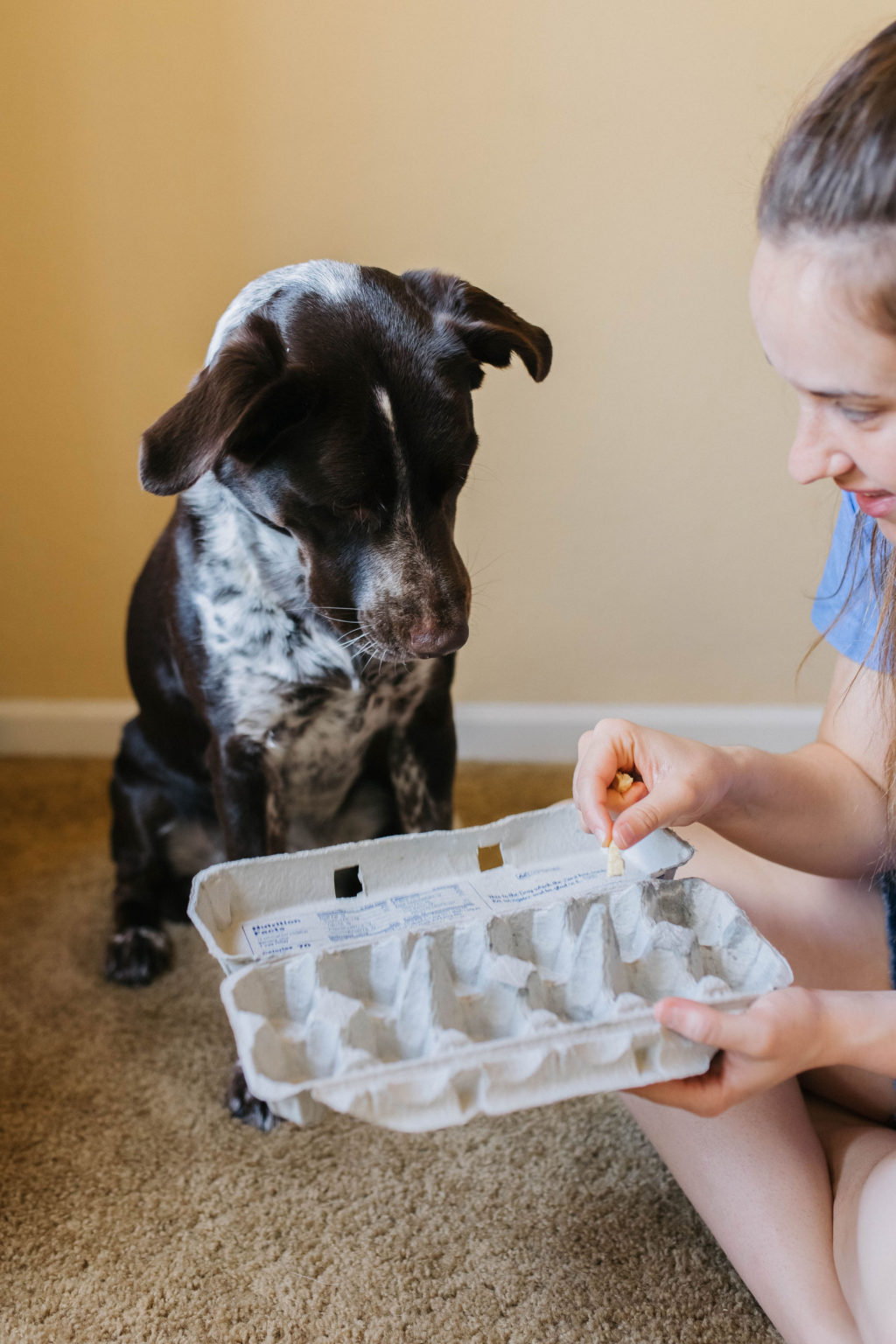 4 DIY enrichment Activities For Dogs Using Egg Cartons