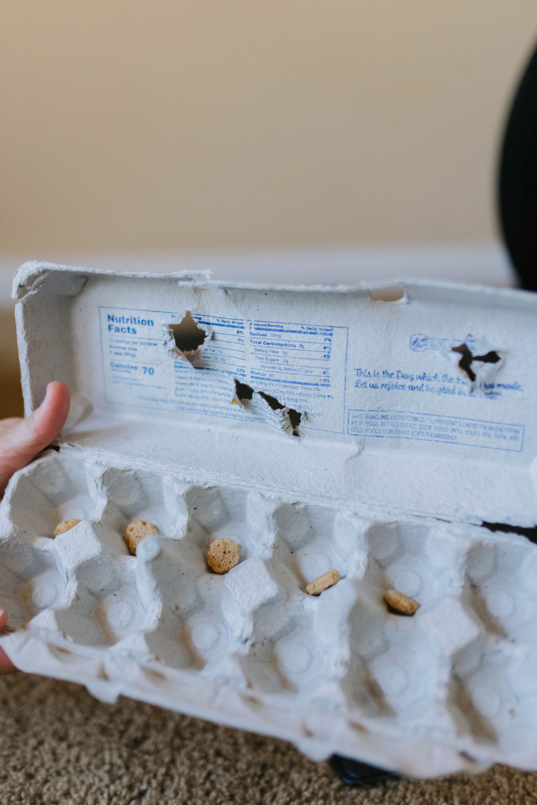 4 DIY enrichment Activities For Dogs Using Egg Cartons