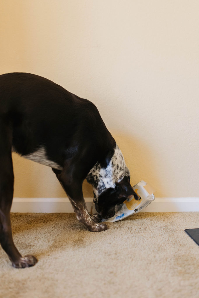 diy treat dispensing dog toy enrichment activities for dogs sparkles and sunshine blog