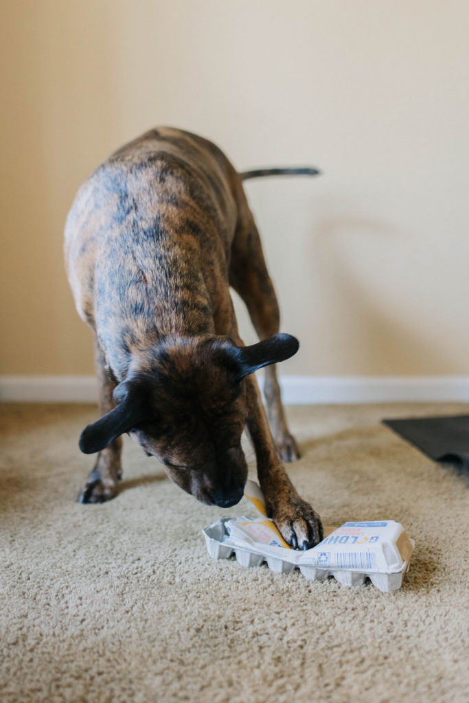 Did you know your empty yogurt container can be easy DIY dog enrichmen